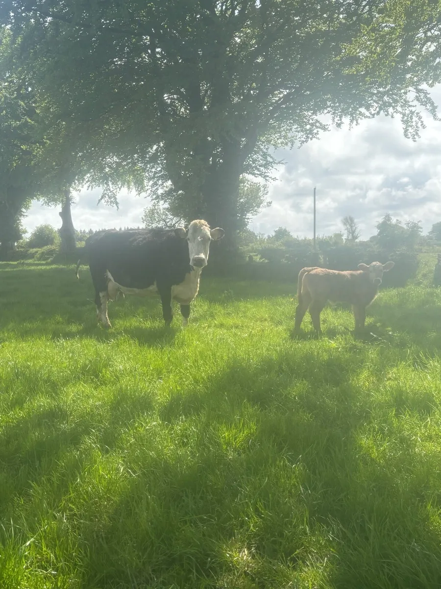 Cows ,calves and bull - Image 2