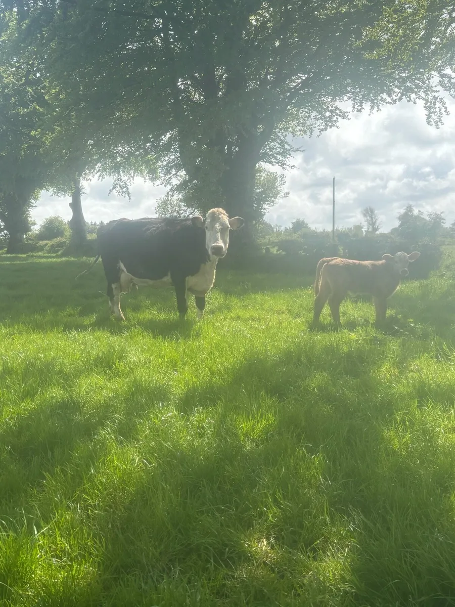 Cows ,calves and bull - Image 3
