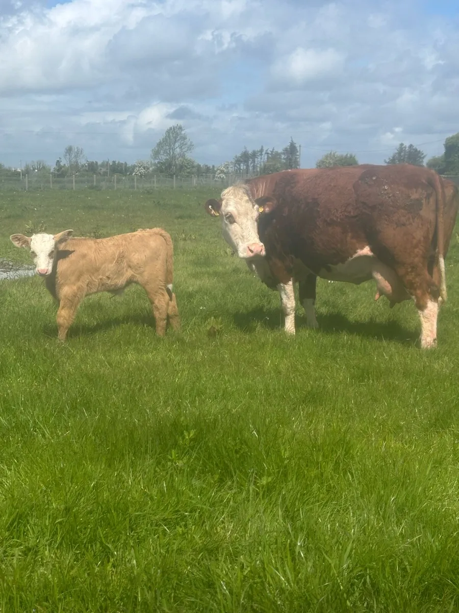 Cows ,calves and bull - Image 1