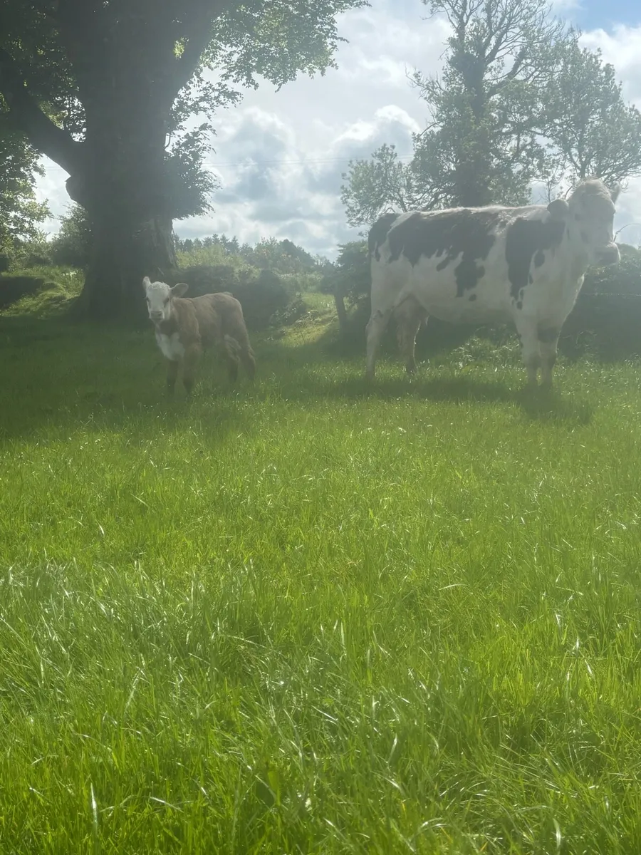 Cows ,calves and bull - Image 4