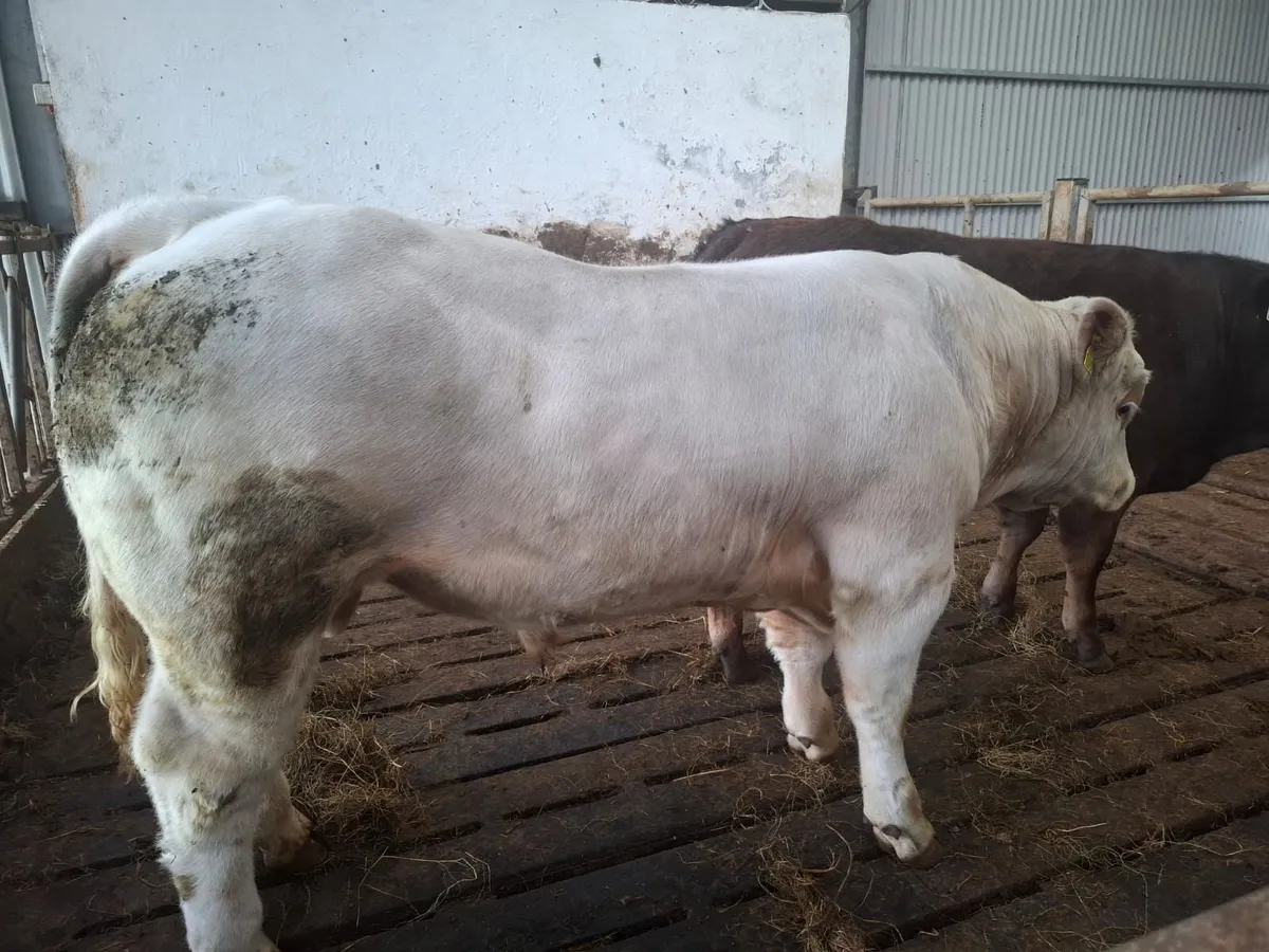 Bull - Image 3