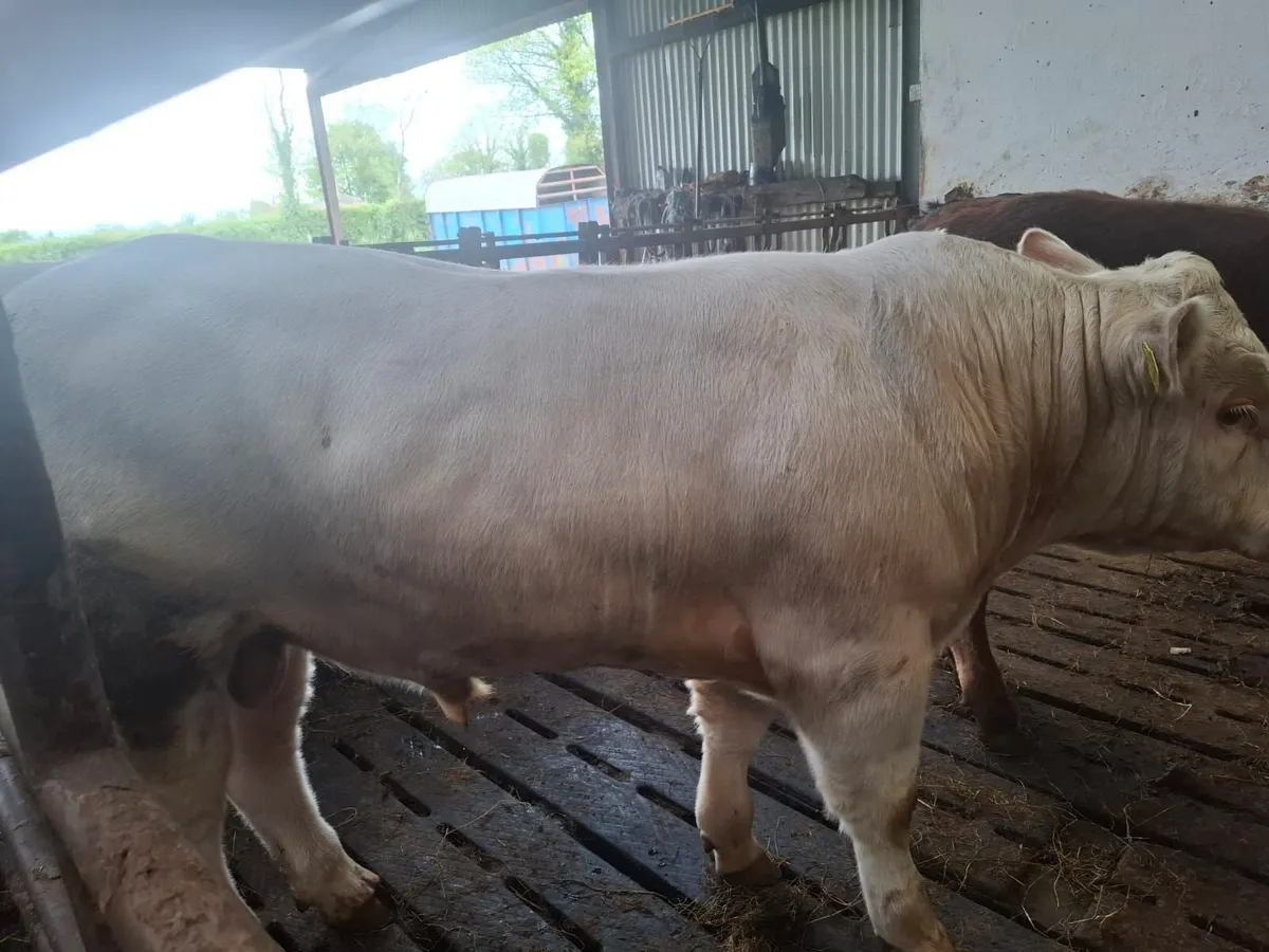 Bull - Image 4