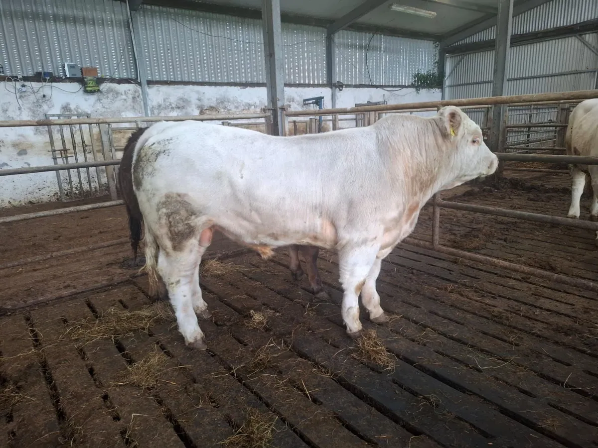 Bull - Image 2