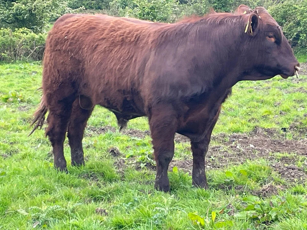 Shorthorn Bulls - Image 4