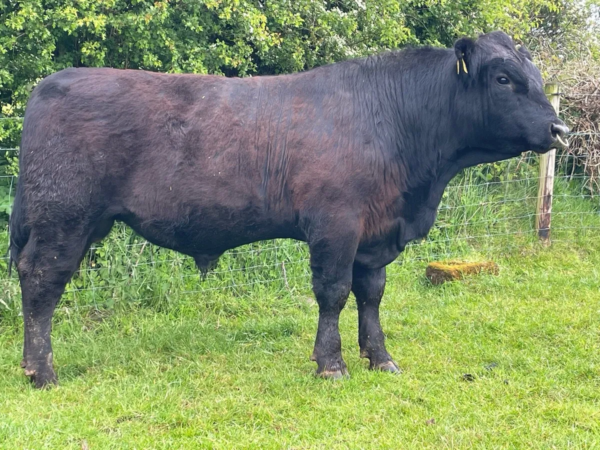 AA Bulls - Image 2
