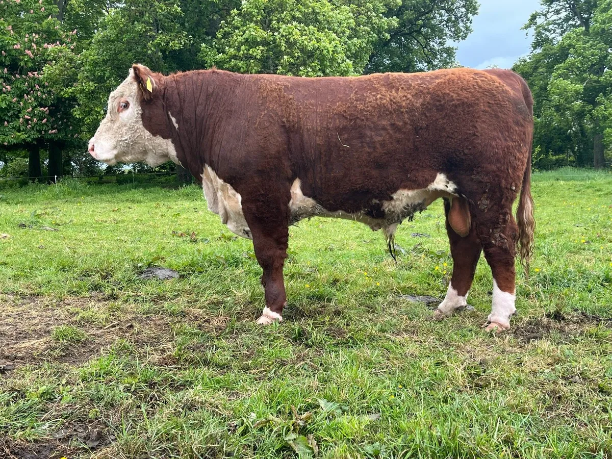 Hereford Bull - Image 4
