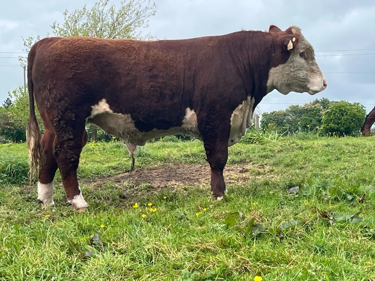 Hereford Bull - Image 2