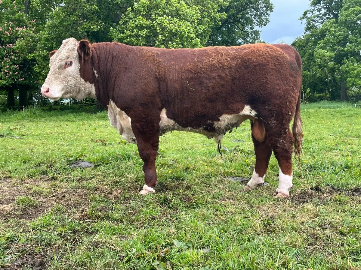 Hereford Bull - Image 3