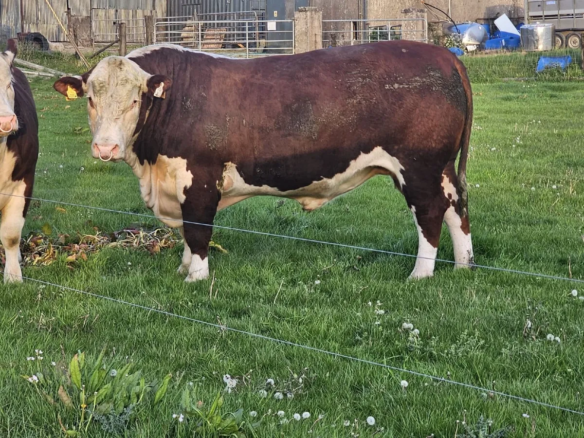 Hereford Bull - Image 2