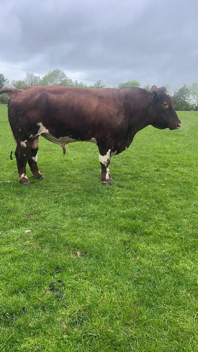 Shorthorn bull - Image 1