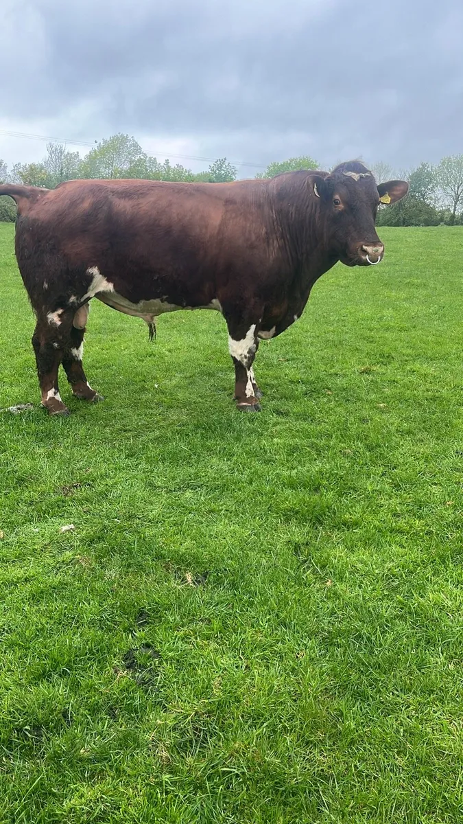 Shorthorn bull - Image 2