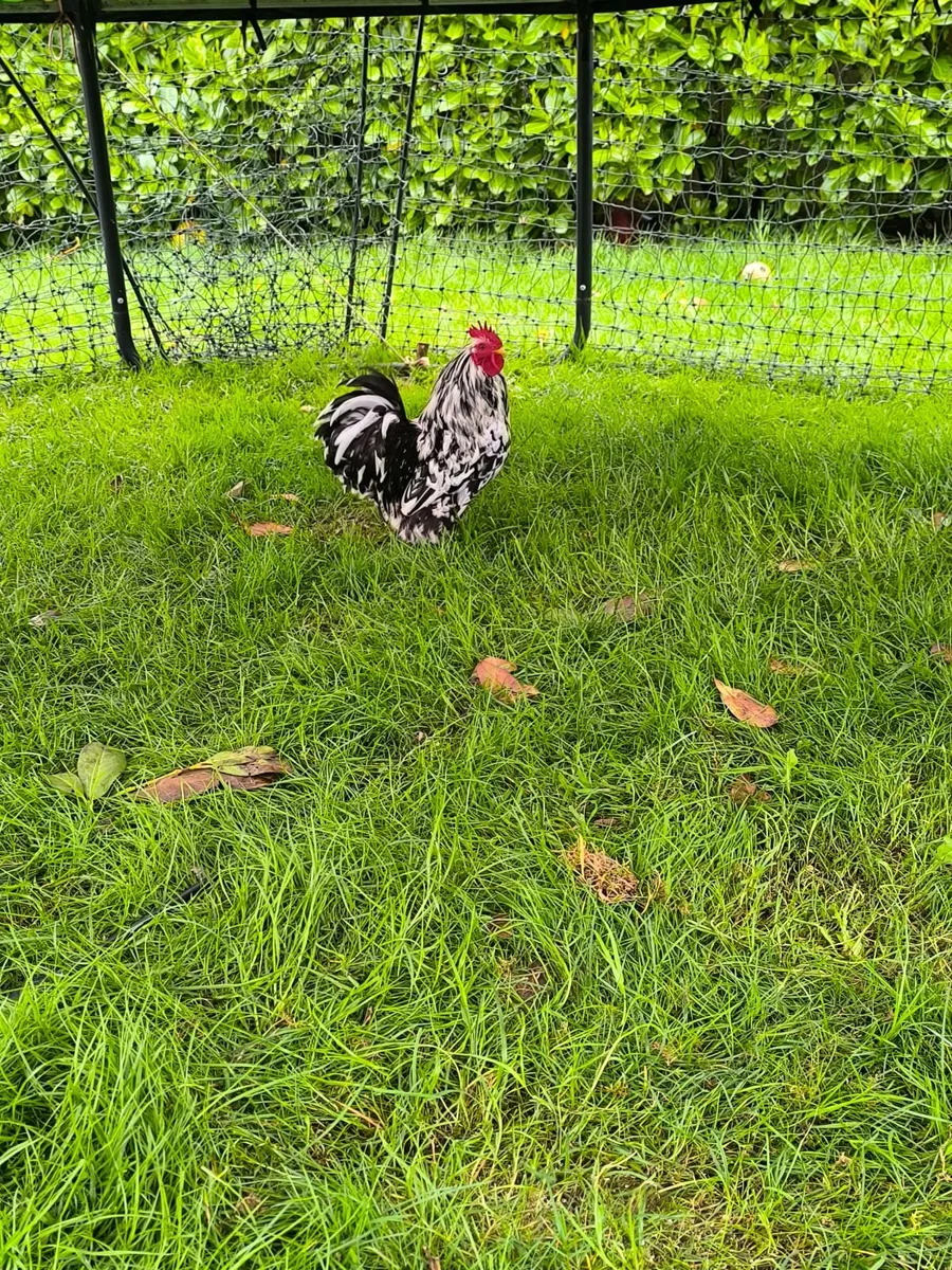 3 Silky Roosters for Free - Image 3
