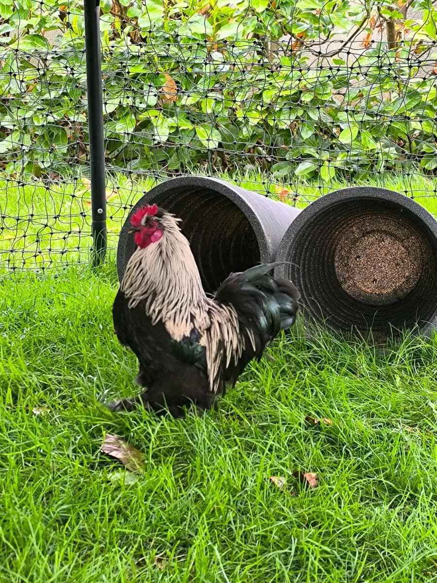 3 Silky Roosters for Free - Image 4