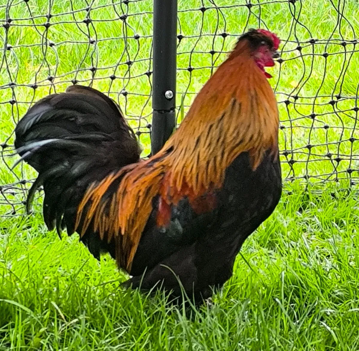 3 Silky Roosters for Free - Image 2