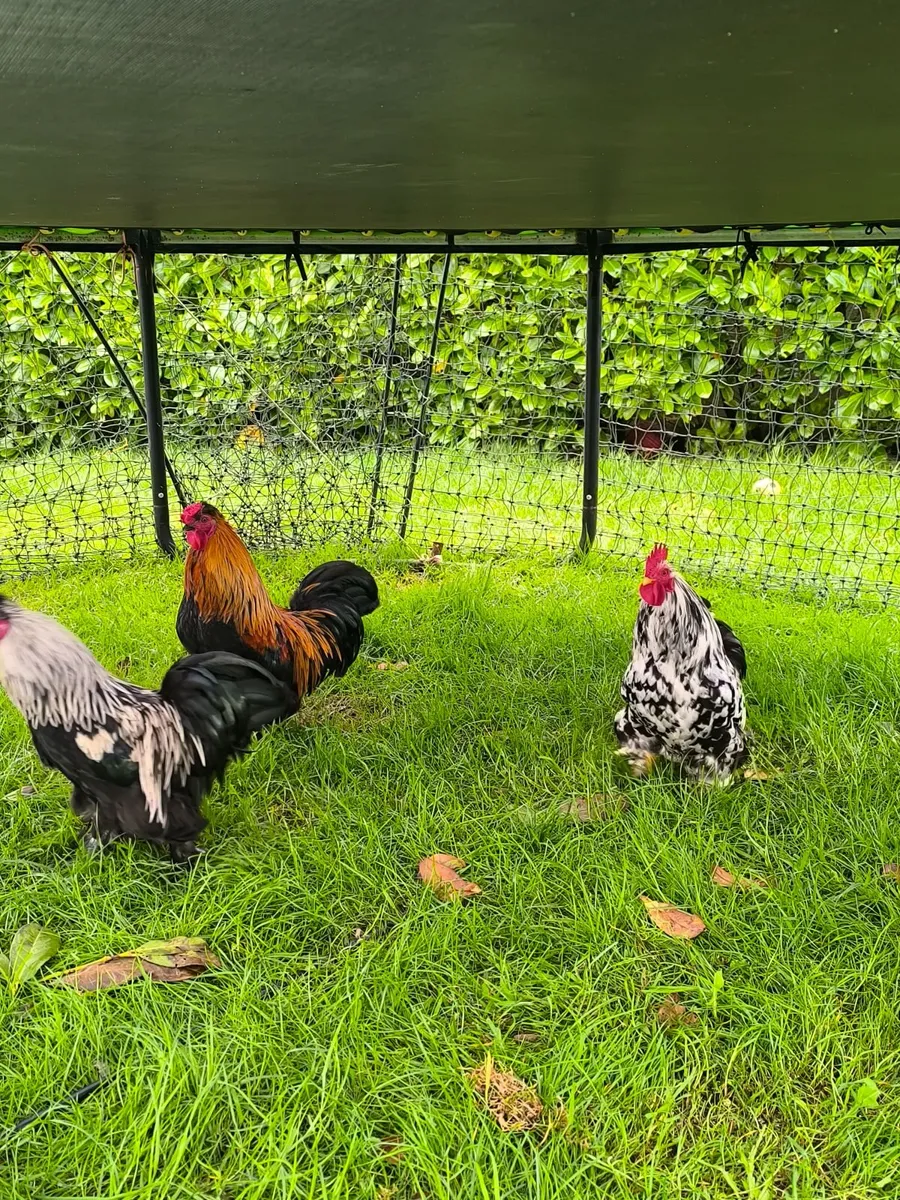 3 Silky Roosters for Free - Image 1