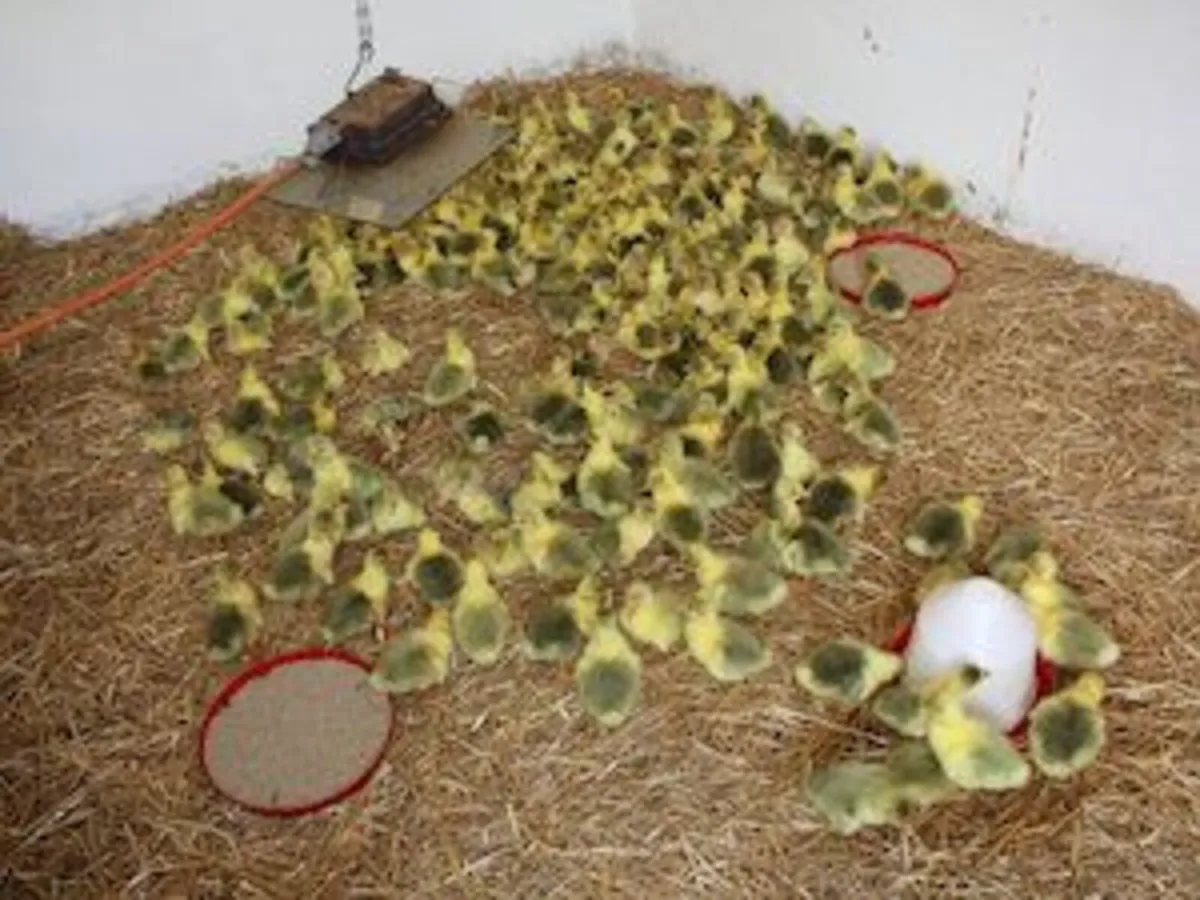 poultry; goslings