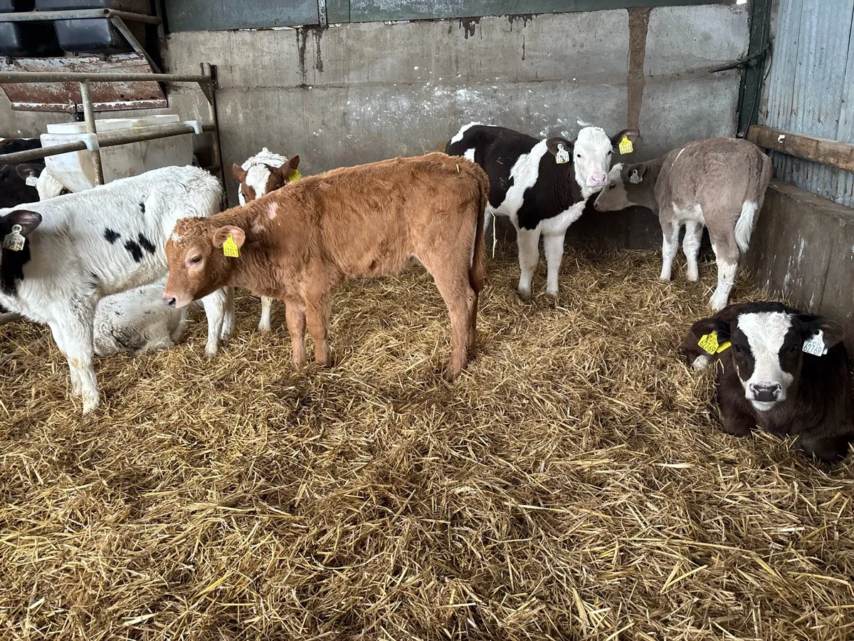 10 strong continental heifer calf’s - Image 2