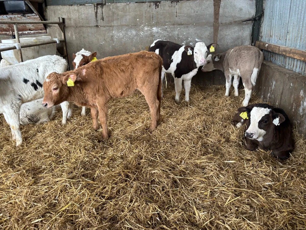 10 strong continental heifer calf’s - Image 3