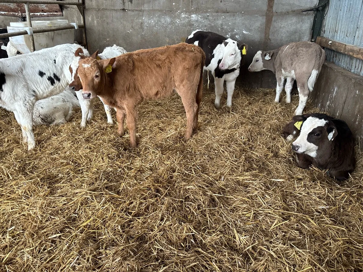 10 strong continental heifer calf’s - Image 4