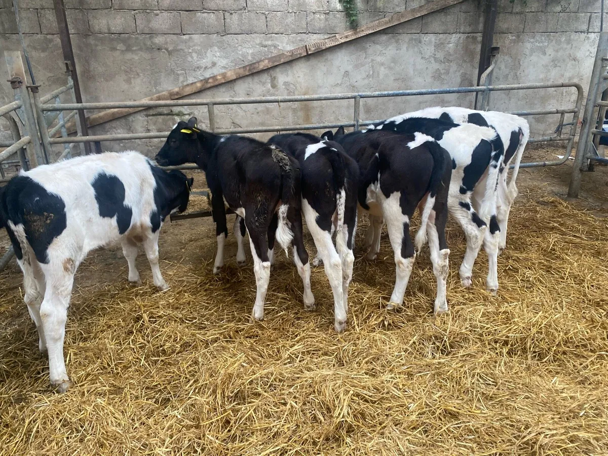 Fresian heifer calves - Image 1