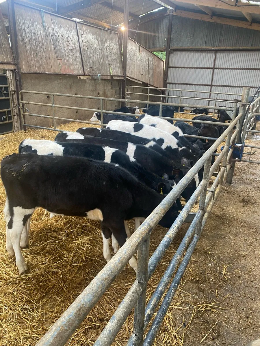 Fresian heifer calves - Image 2