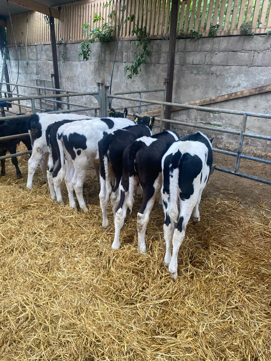 Fresian heifer calves - Image 3
