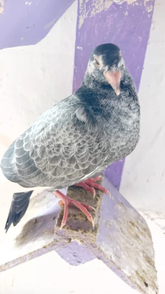 Pigeons - Image 3