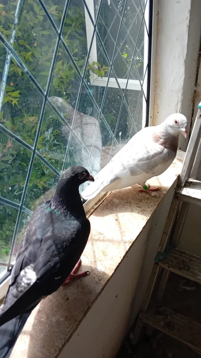 Pigeons - Image 1