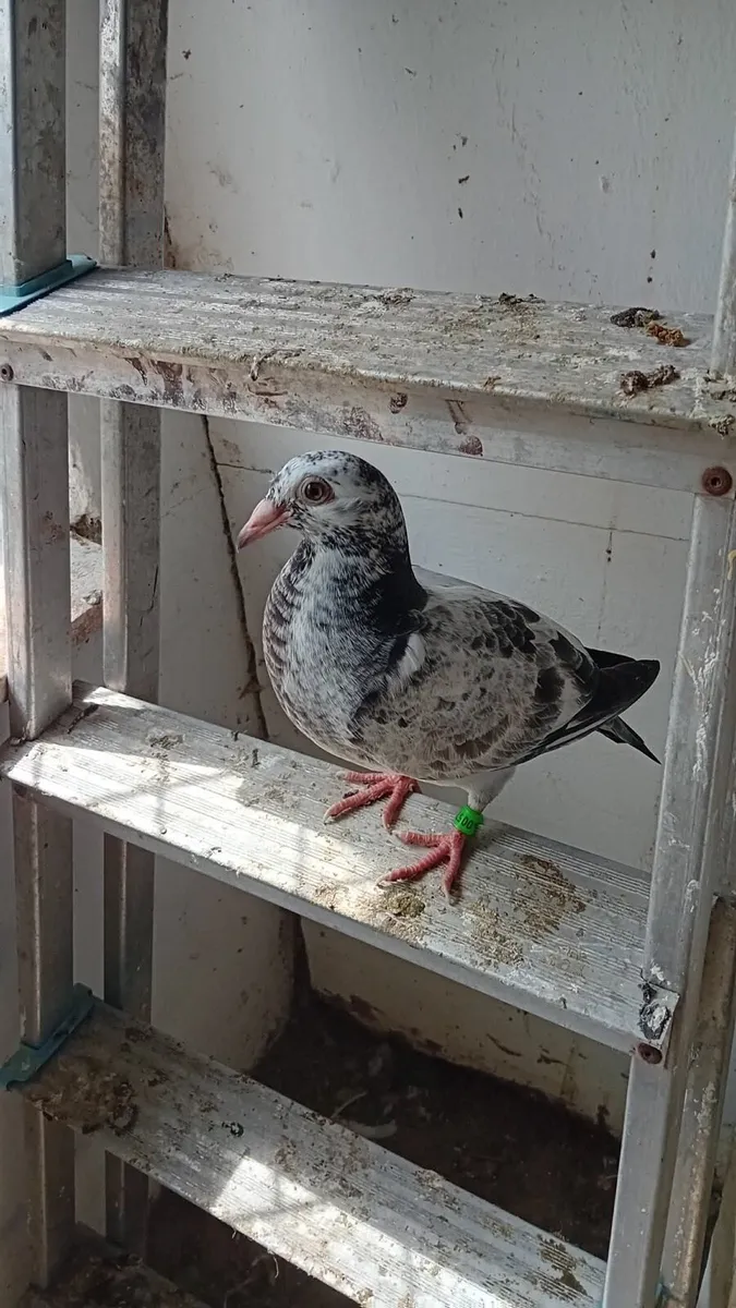 Pigeons - Image 2