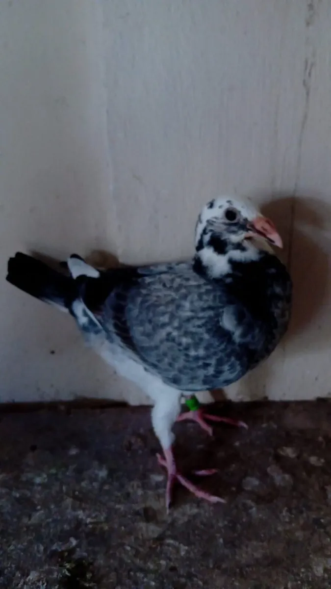 Pigeons - Image 4