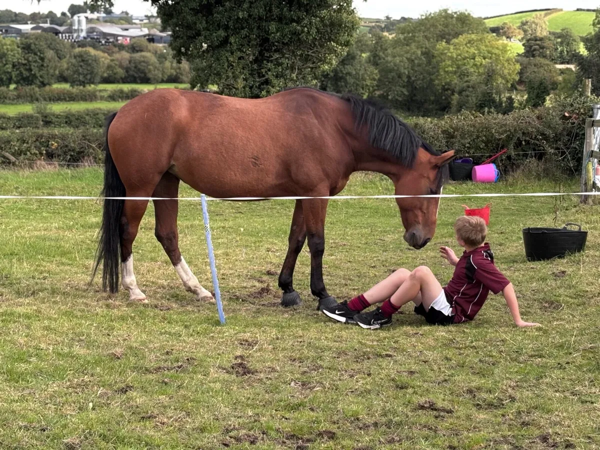 Horse - Image 3