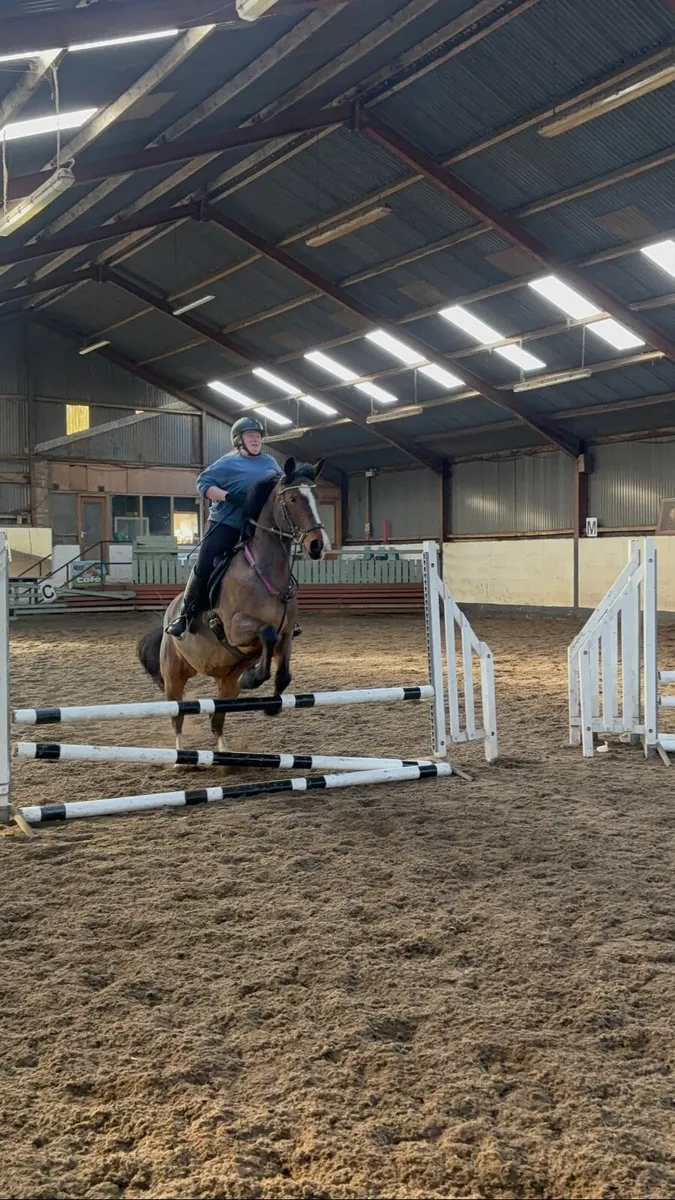 Horse - Image 1