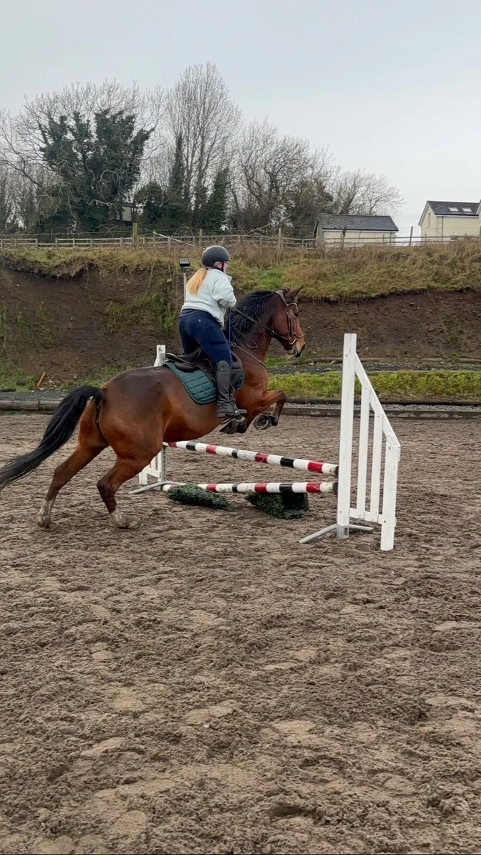 Horse - Image 2