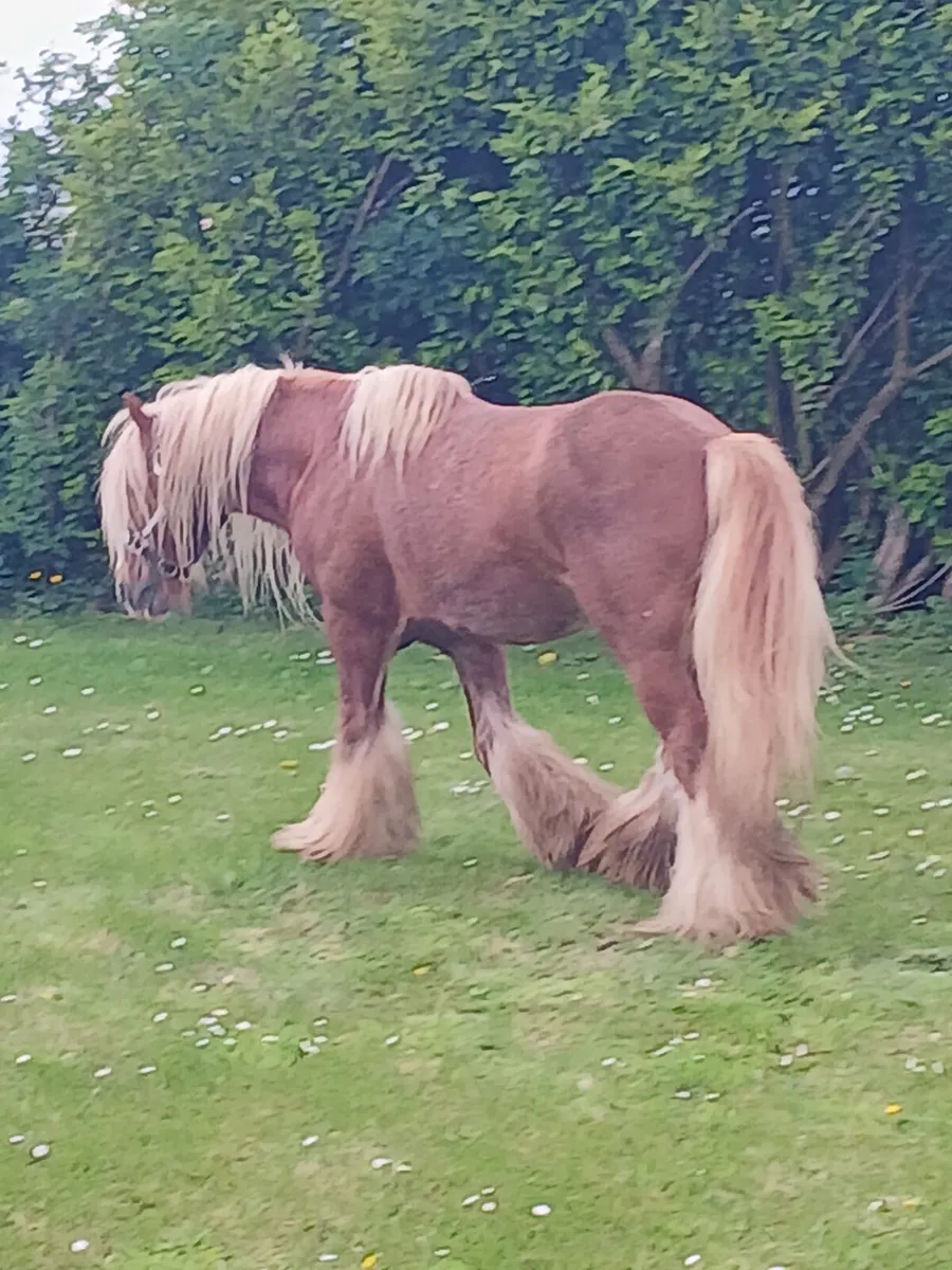 Stallion for stud .....Real good cob...... - Image 2