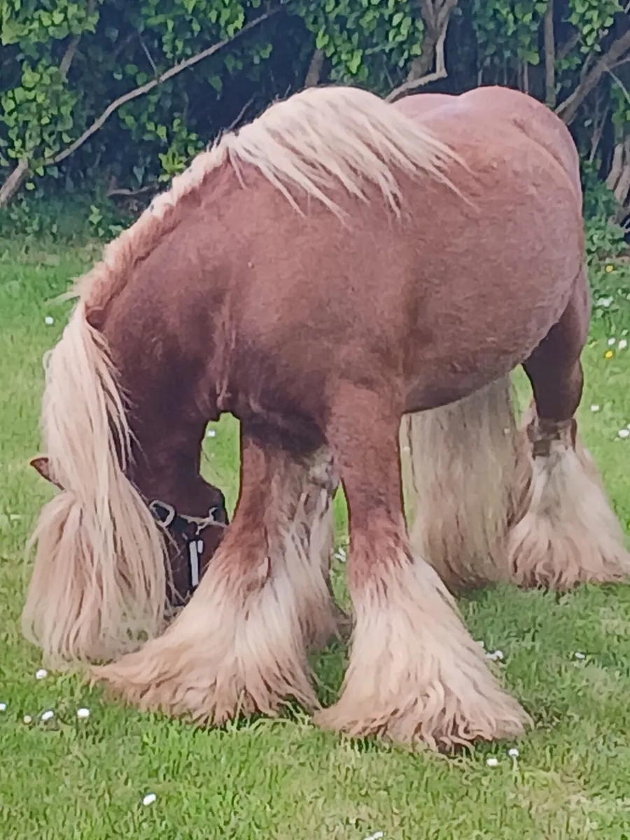 Stallion for stud .....Real good cob...... - Image 1