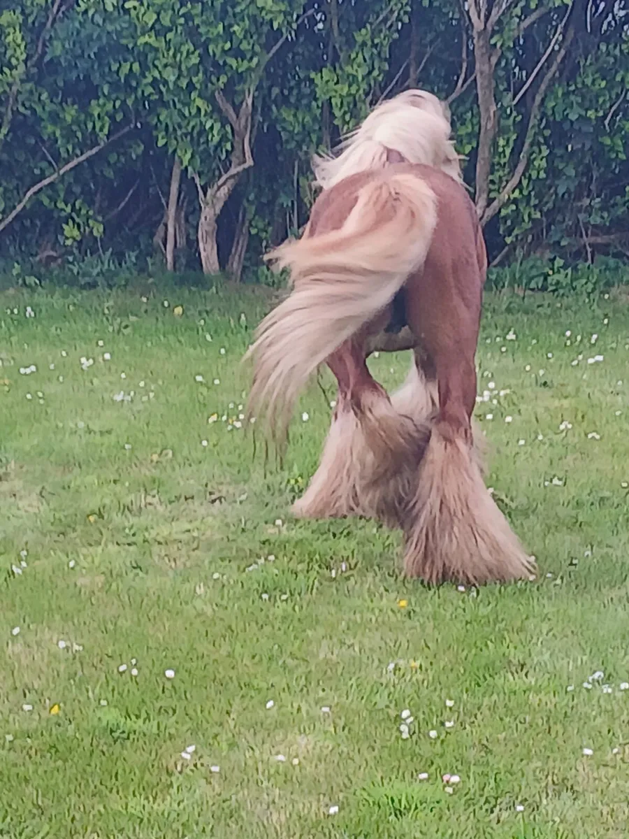 Stallion for stud .....Real good cob...... - Image 4