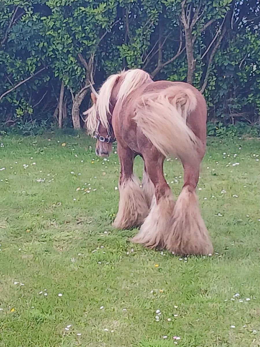 Stallion for stud .....Real good cob...... - Image 3