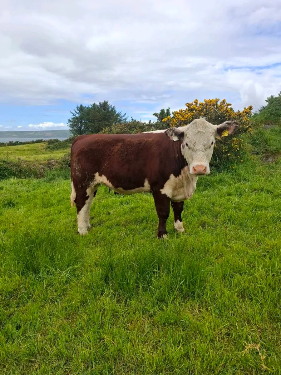 PBR Hereford Heifers - Image 1