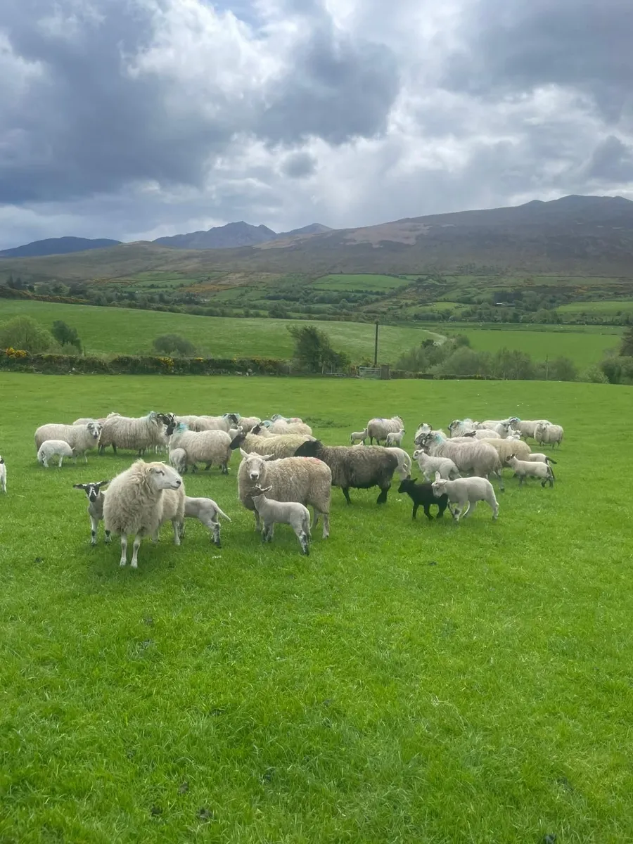 Sheep ewe lambs 4sale,0877945380 - Image 1