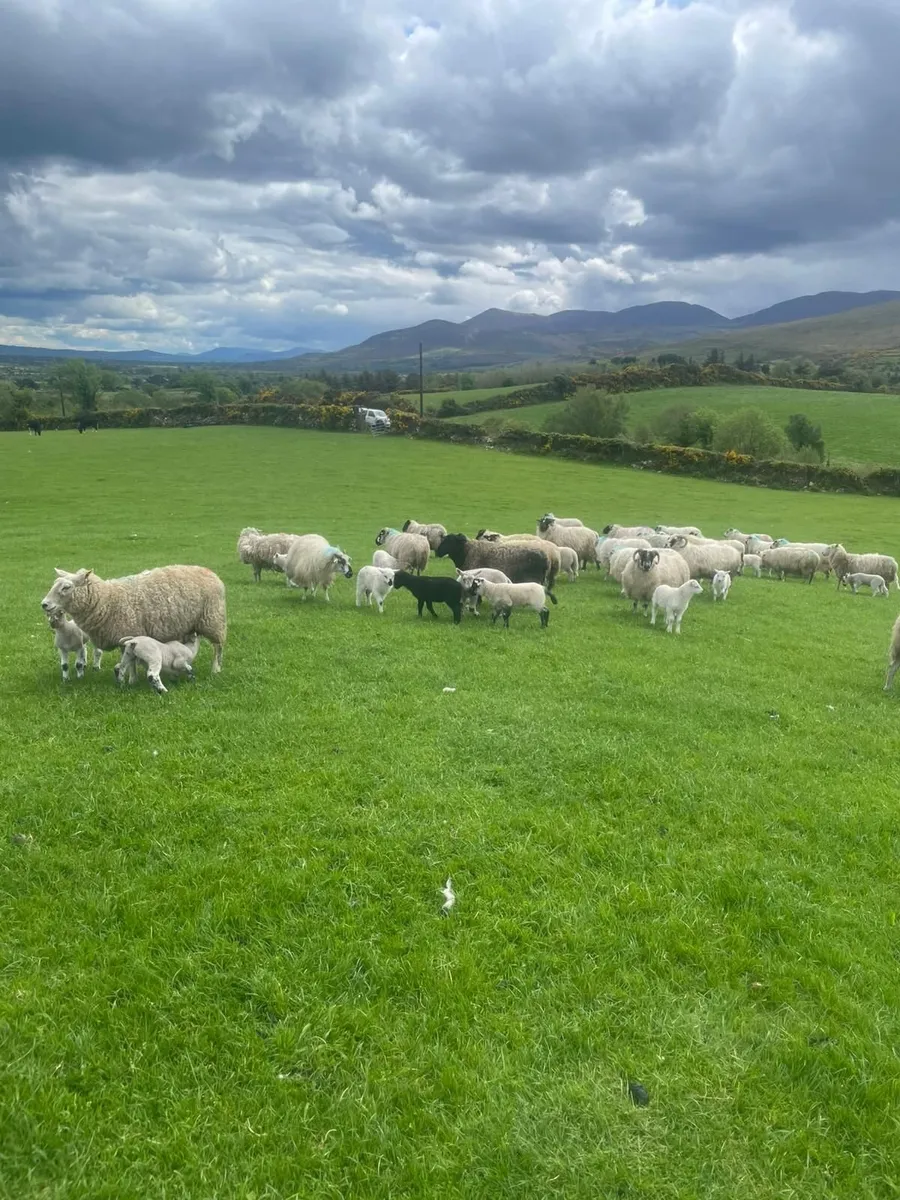 Sheep ewe lambs 4sale,0877945380 - Image 2
