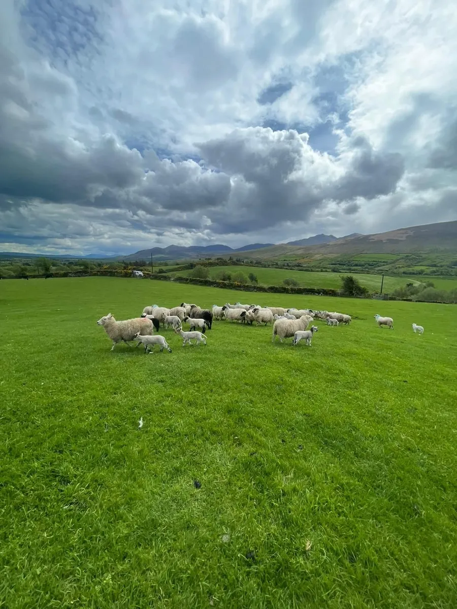 Sheep ewe lambs 4sale,0877945380 - Image 3