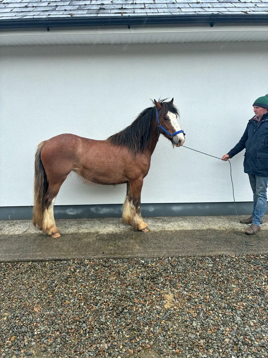 Filly - Image 2