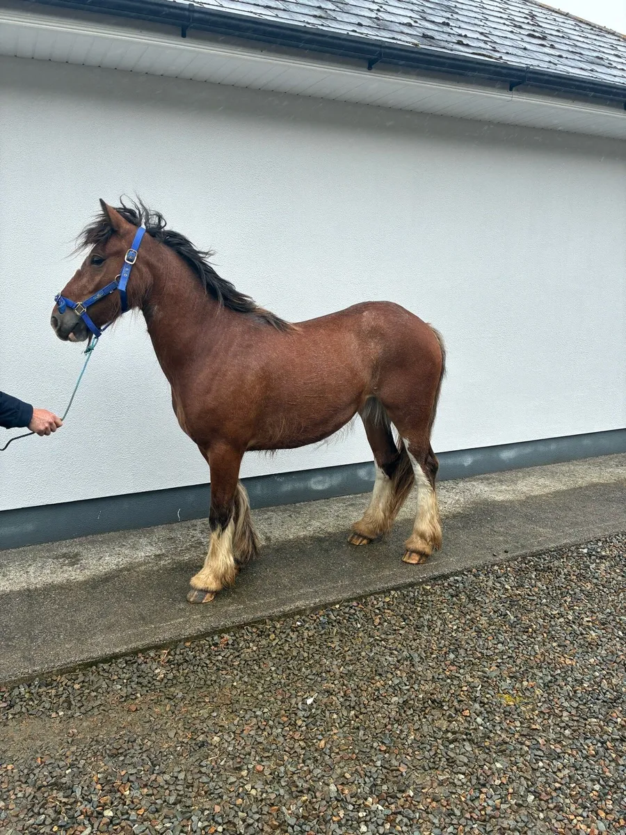 Filly - Image 3