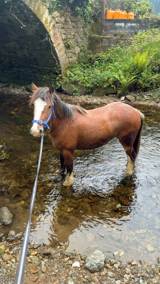 Filly - Image 4