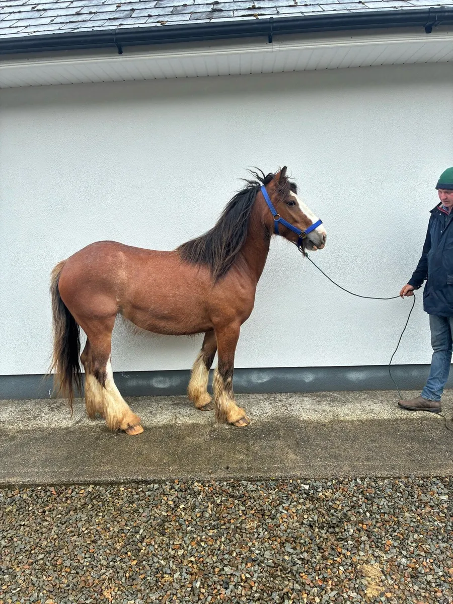 Filly - Image 1