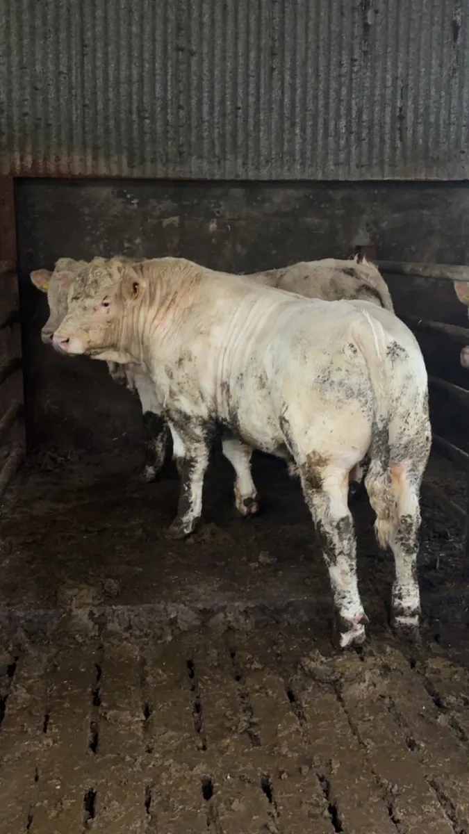 Charolais bulls - Image 2