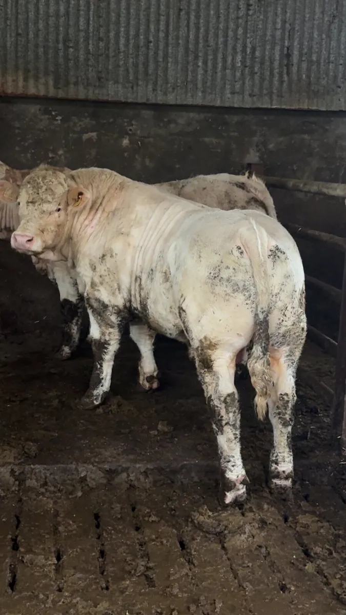 Charolais bulls - Image 3