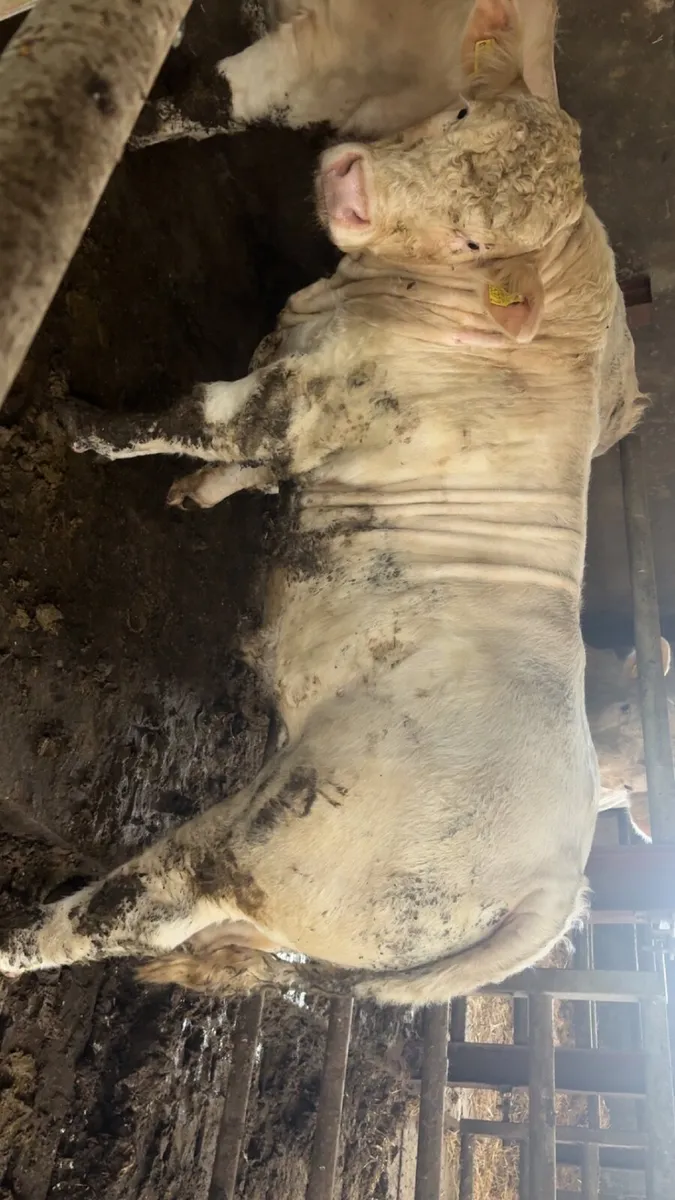 Charolais bulls - Image 1