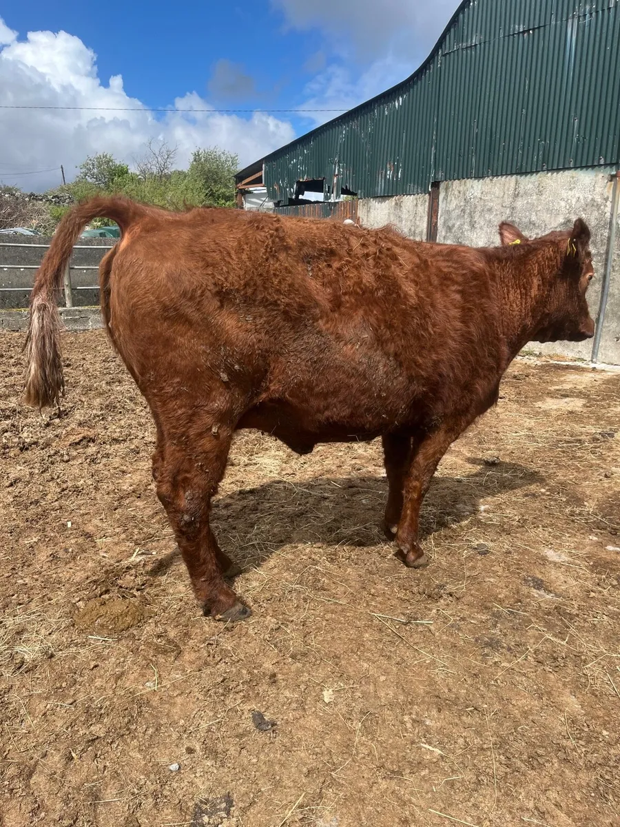 Pbr saler springer - Image 3
