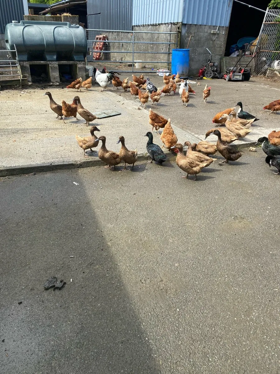 Ducks